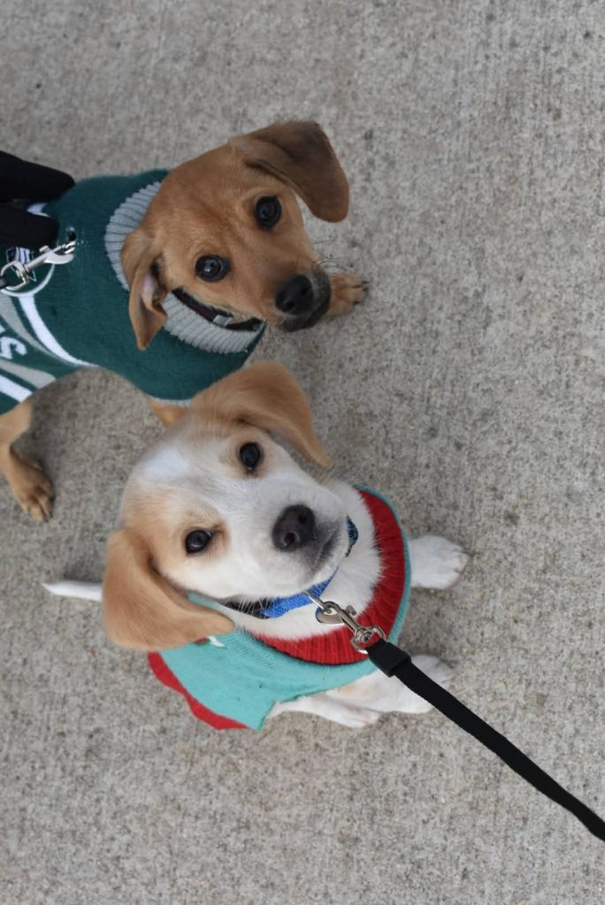 fb_img_17366126752455330408836244261714